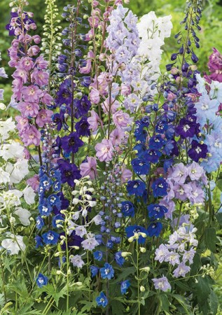 DELPHINIUM  cultorum Mix